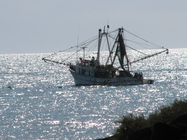Shirimp boat in safe harbor