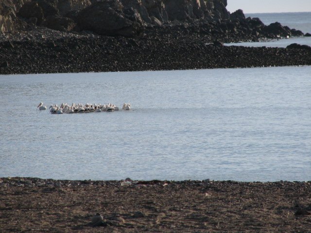 A flock of rare white pelican swim by our casa in Campo Uno.