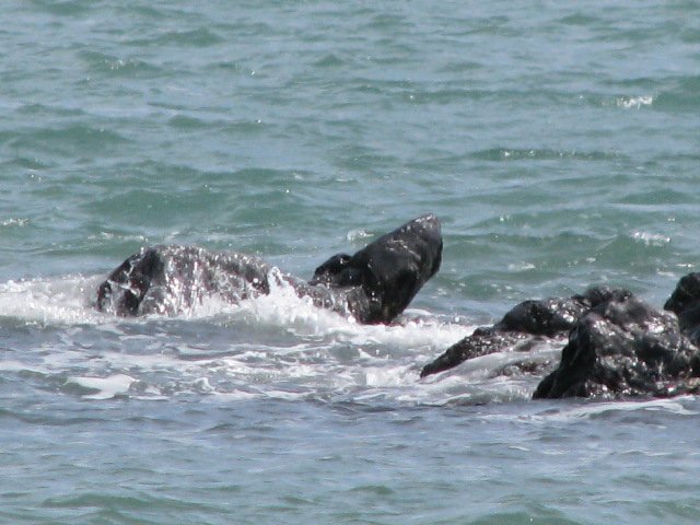 Seal Rock at high tide outside our villa en la playa at Campo Uno