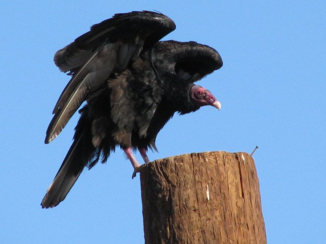 A zopolote perched outside out front door.