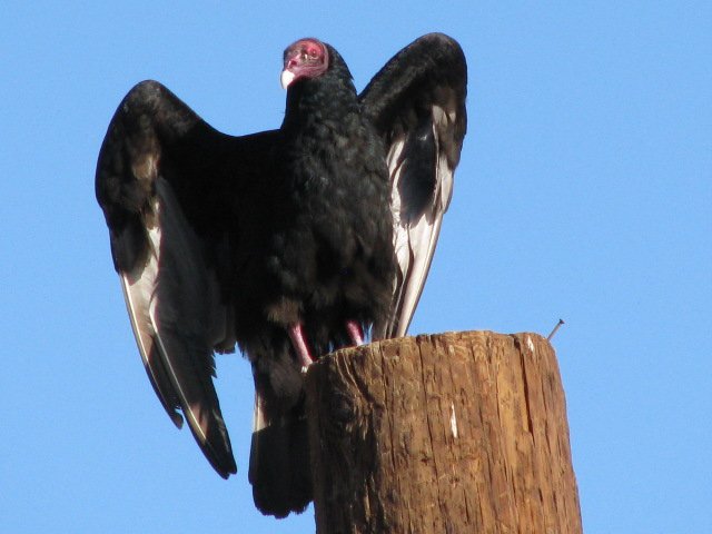 A zopolote ready for take off from our palapa pole.
