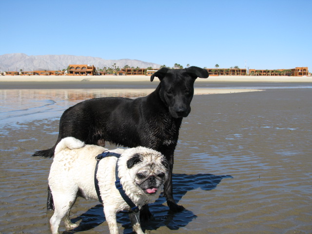 The day we found Zorro on the beach.