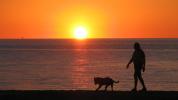 Walking Zorro at sunrise in San Felipe 2010