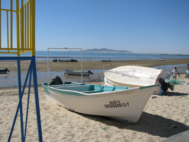 Pongas resting.