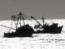 Shrimp boats anchored in silouette at Campo Uno